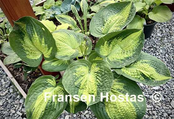 Hosta Alligator Alley